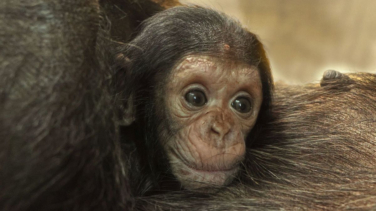 Plzeňský šimpanzí klučina už objevuje svět